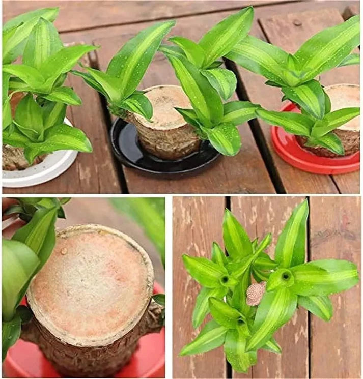 Brazilian Lucky Wood Plant BUY 1 GET 1 FREE