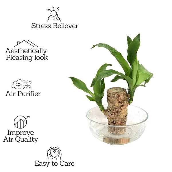 Brazilian Lucky Wood Plant BUY 1 GET 1 FREE