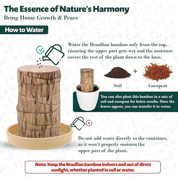 Brazilian Lucky Wood Plant BUY 1 GET 1 FREE