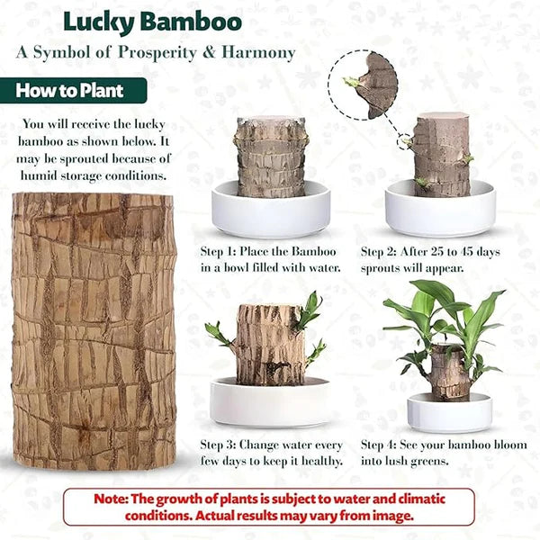 Brazilian Lucky Wood Plant BUY 1 GET 1 FREE