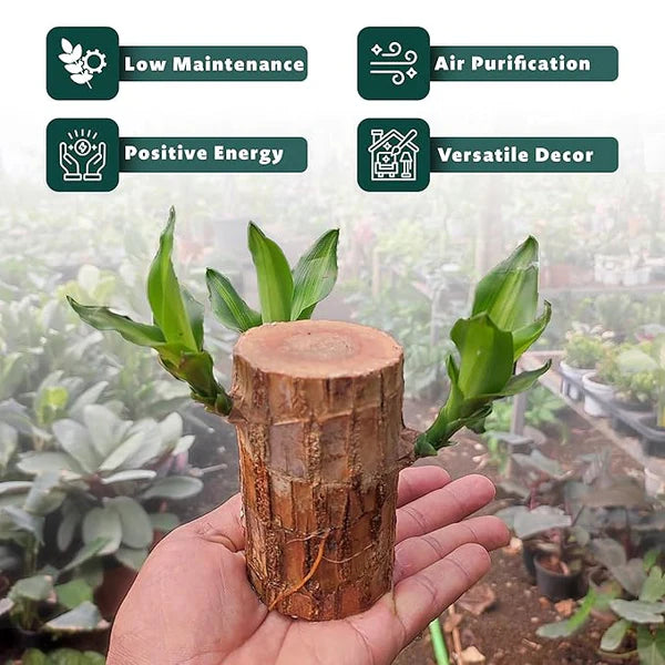 Brazilian Lucky Wood Plant BUY 1 GET 1 FREE