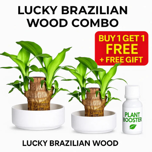 Brazilian Lucky Wood Plant BUY 1 GET 1 FREE
